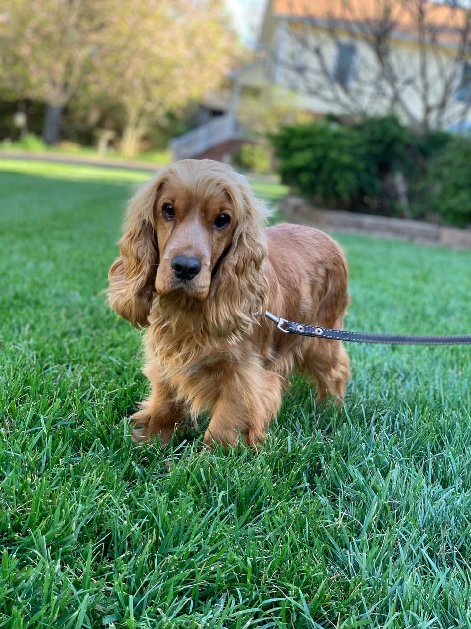 Daisy
