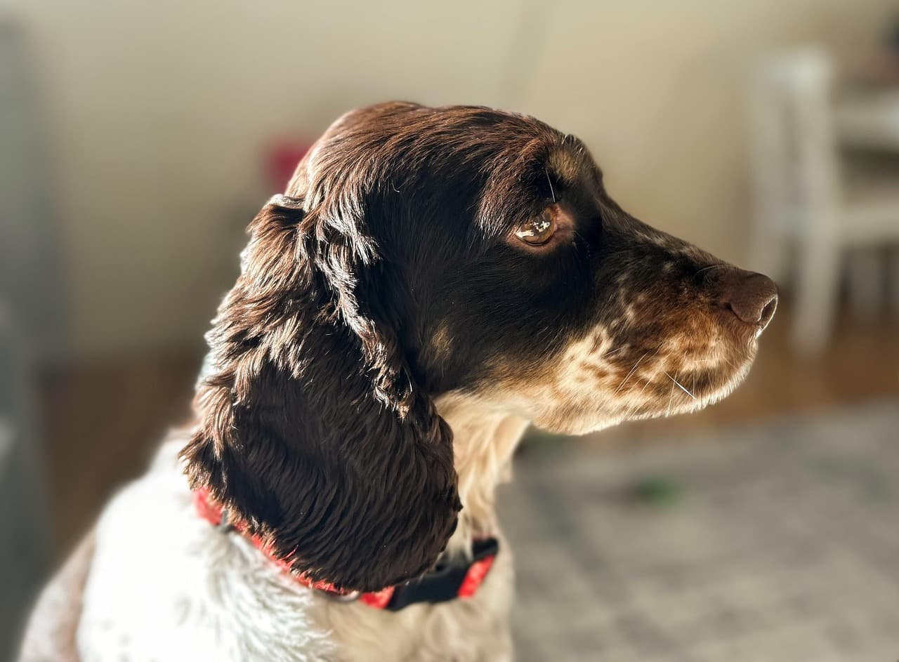 Caring for Your Spaniel